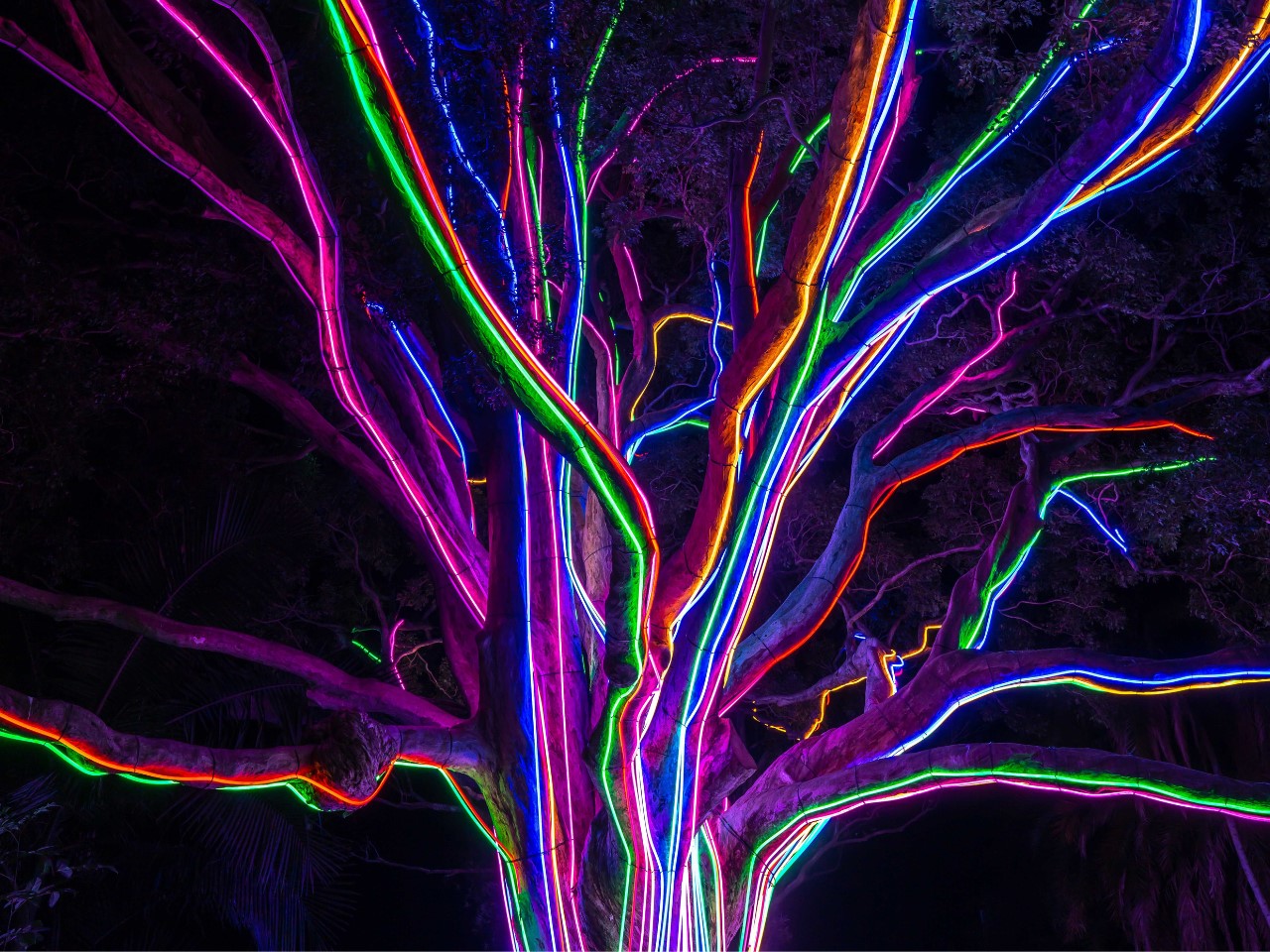 Image of a tree with multicolour neon lights on the branches
